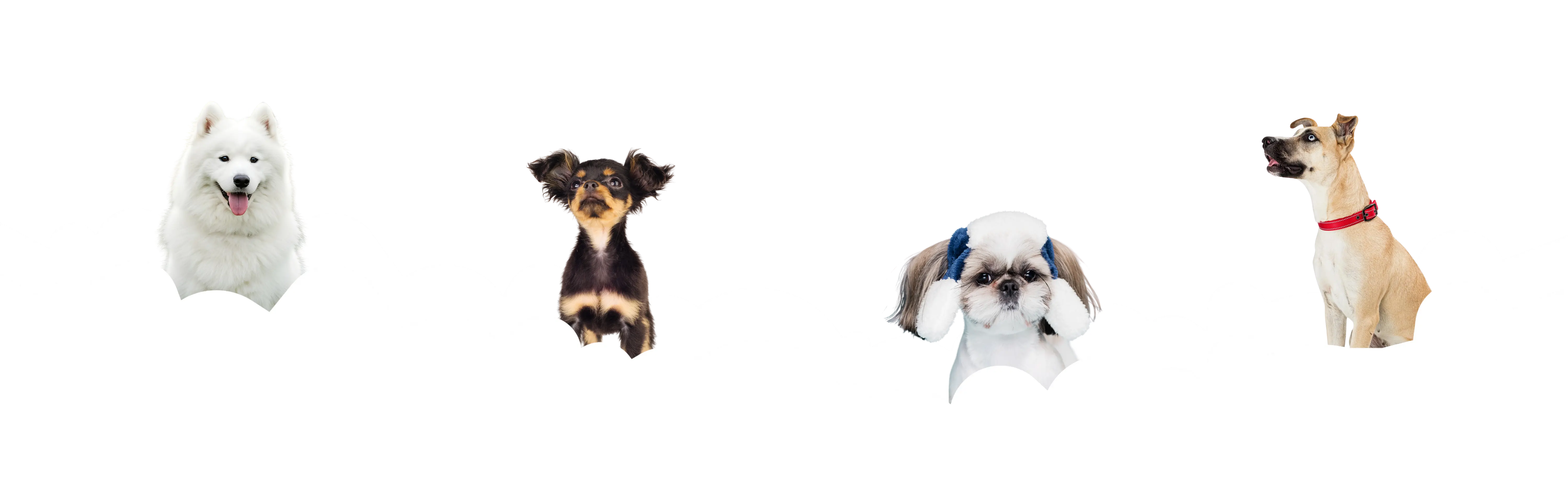 Pets